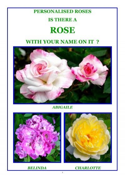 Polyantha Rose Garden Princess A Beautiful Fragrant Rose