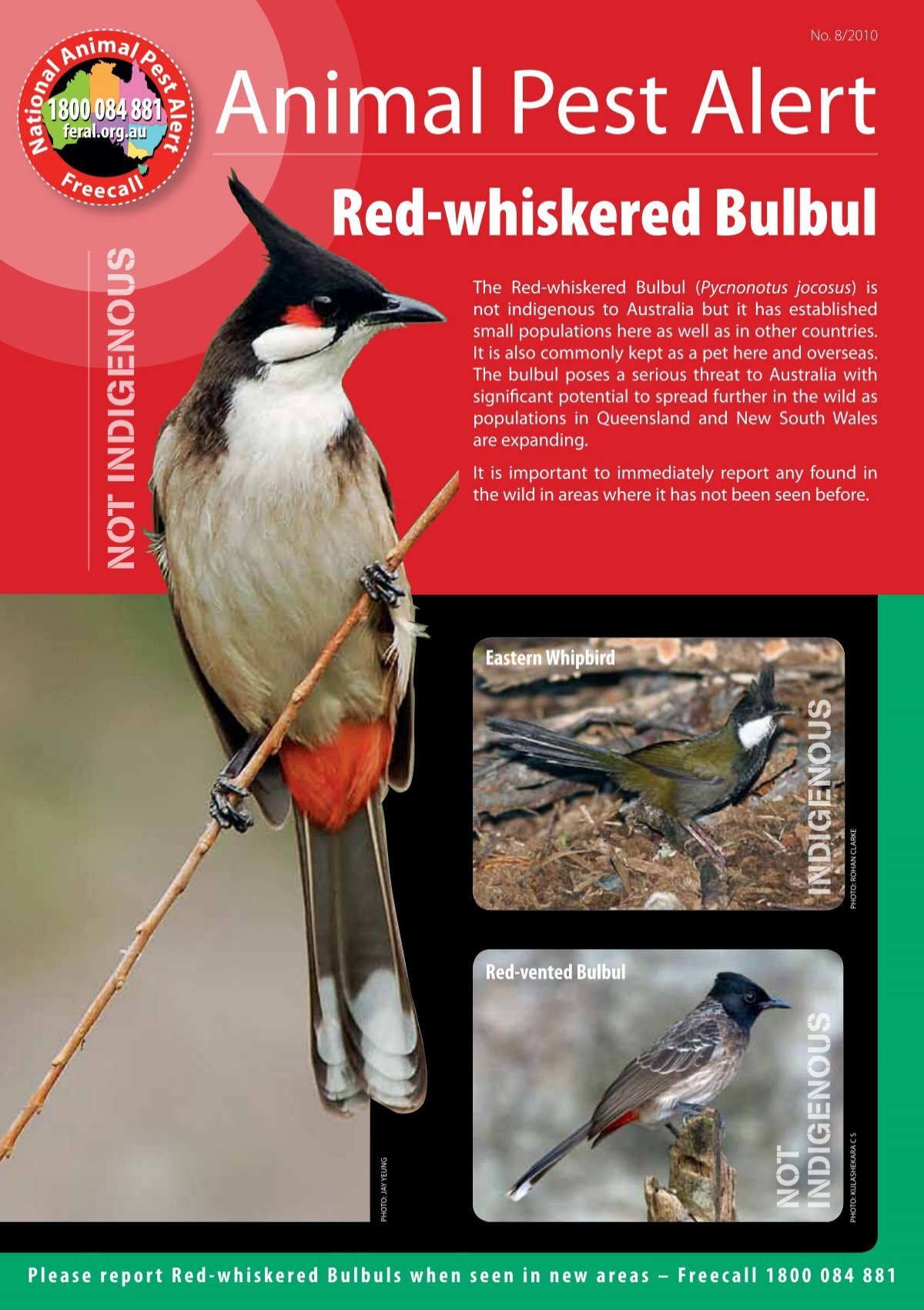 diagram glemme Fortryd Red-whiskered Bulbul - Department of Agriculture and Food
