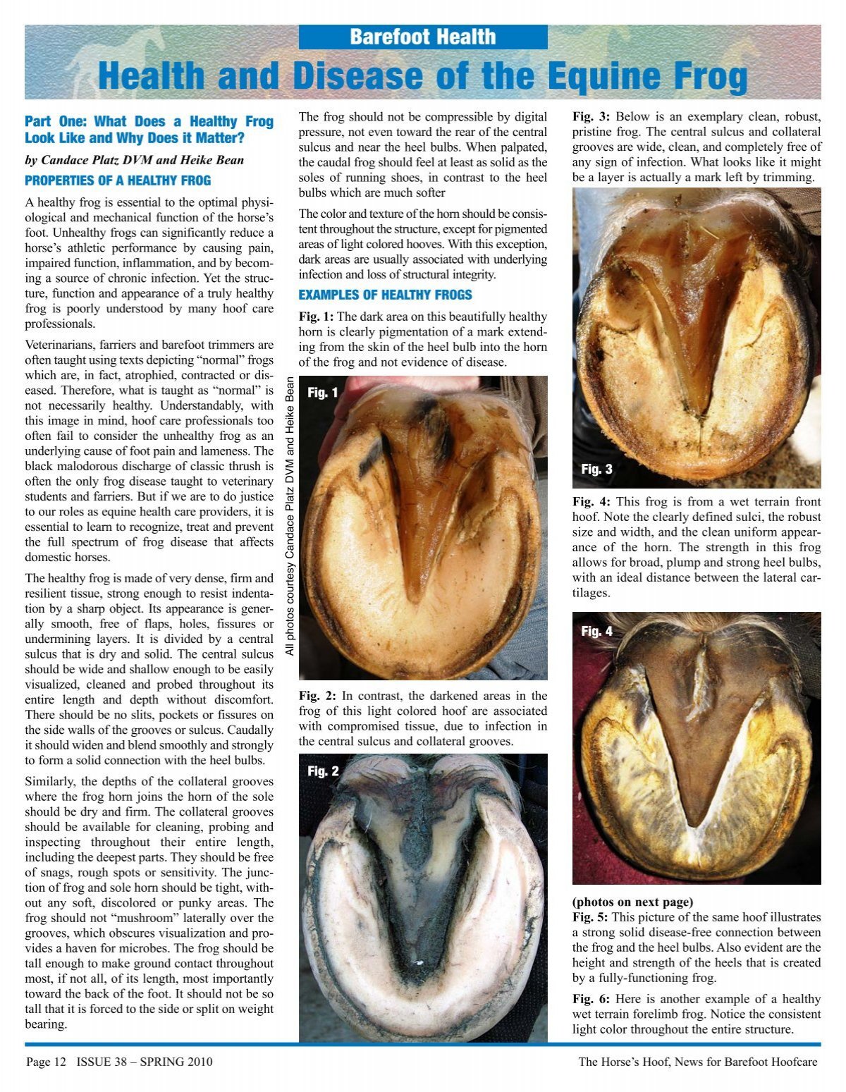 Health and Disease of the Equine Frog, Part - The Horse's Hoof