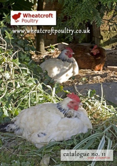Partridge & Other Poultry Dispatcher Turkey Pheasant Humane Chicken Duck 