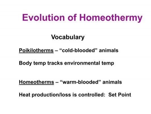 Evolution of Homeothermy
