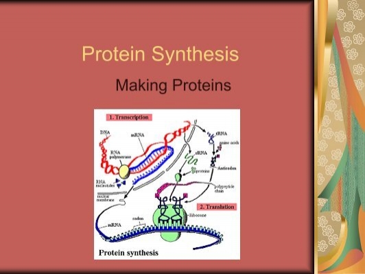 Protein Synthesis ppt