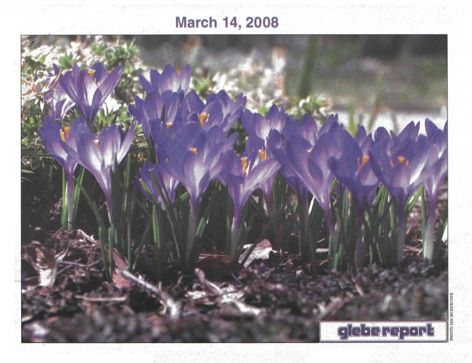 Glebe Report - Volume 38 Number 3 - March 14 2008