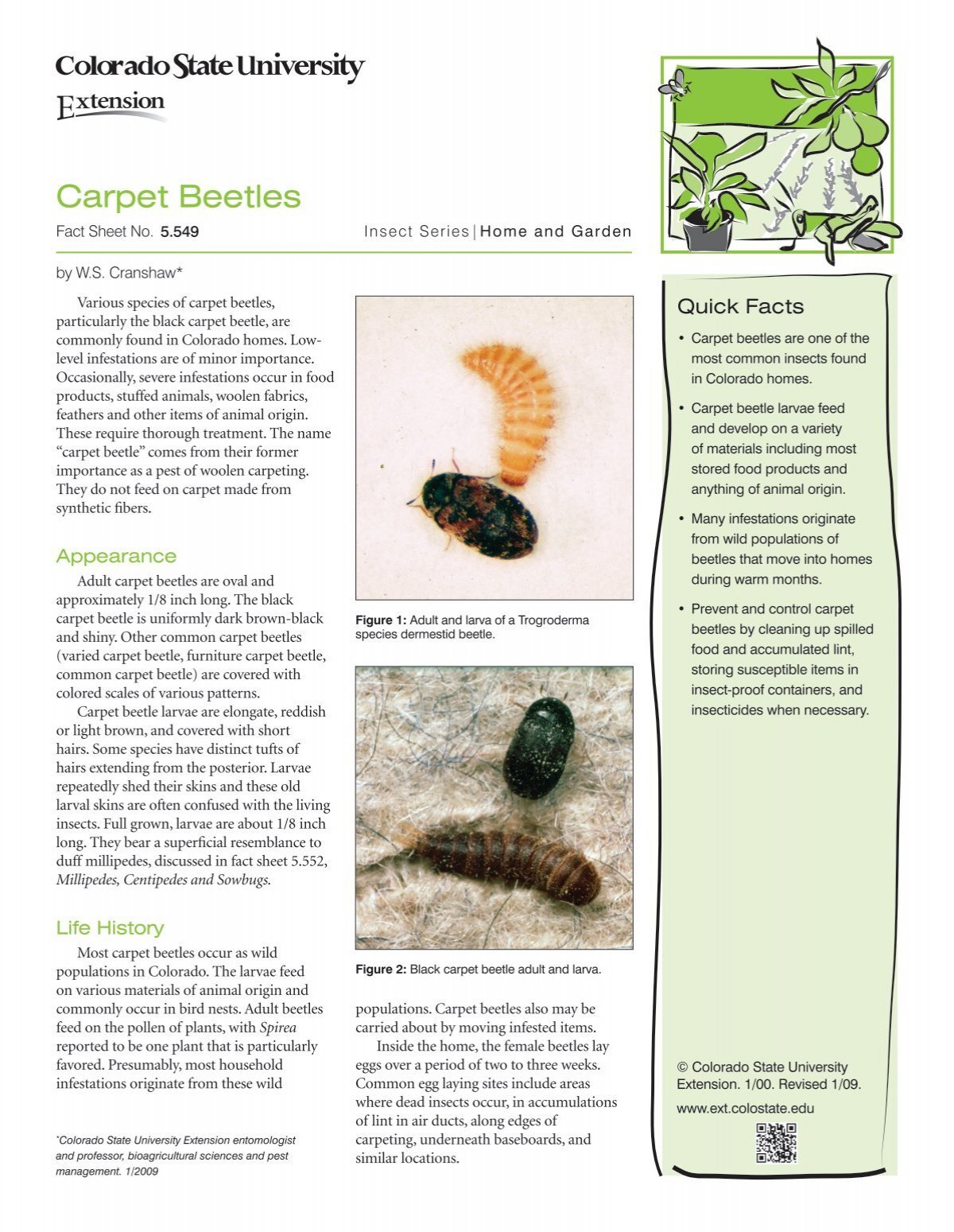 Carpet Beetle Life Cycle: Understanding and Managing These