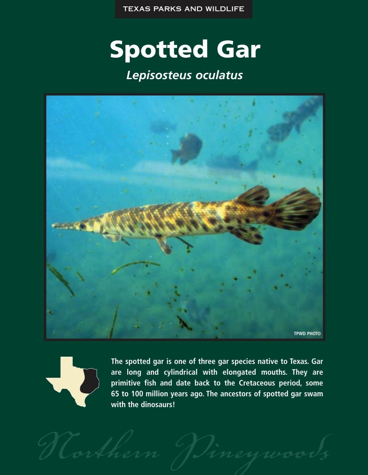 Spotted Gar - The State of Water