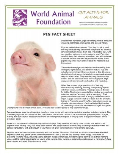 PIG FACT SHEET - World Animal Foundation