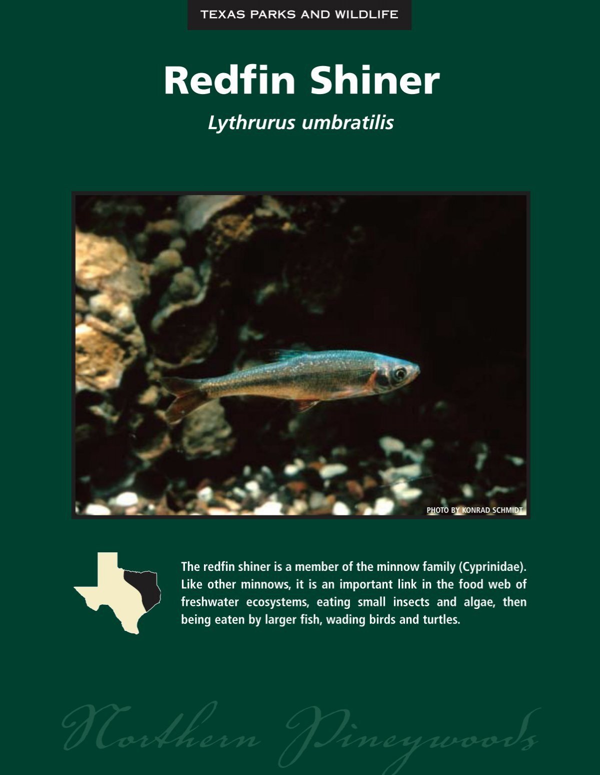 Redfin Shiner - The State of Water
