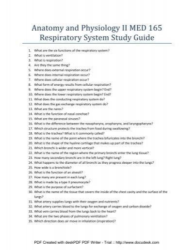 Respiratory system essay