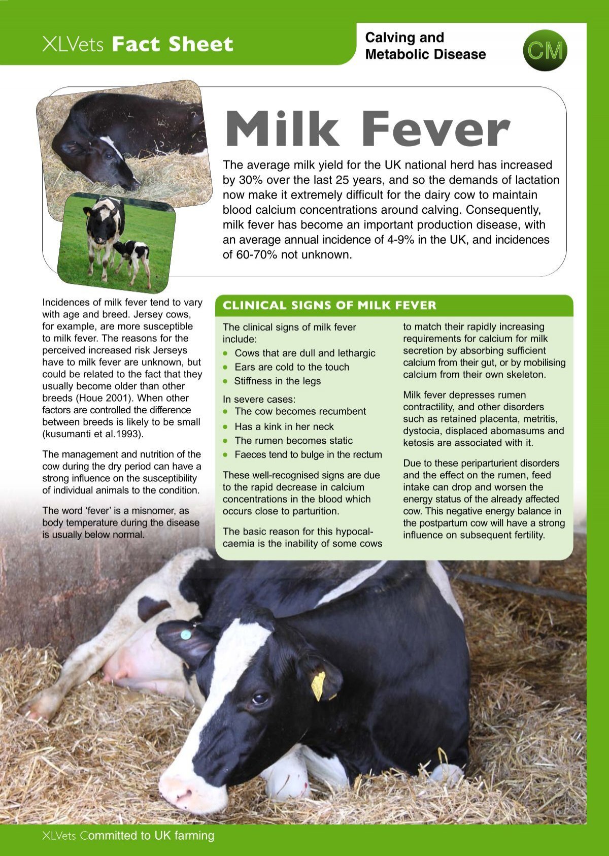 Fight Milk Fever in Cows with this Winning Combo - GENEX