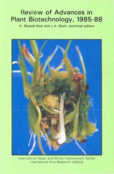 Helminthosporium turcicum cirok