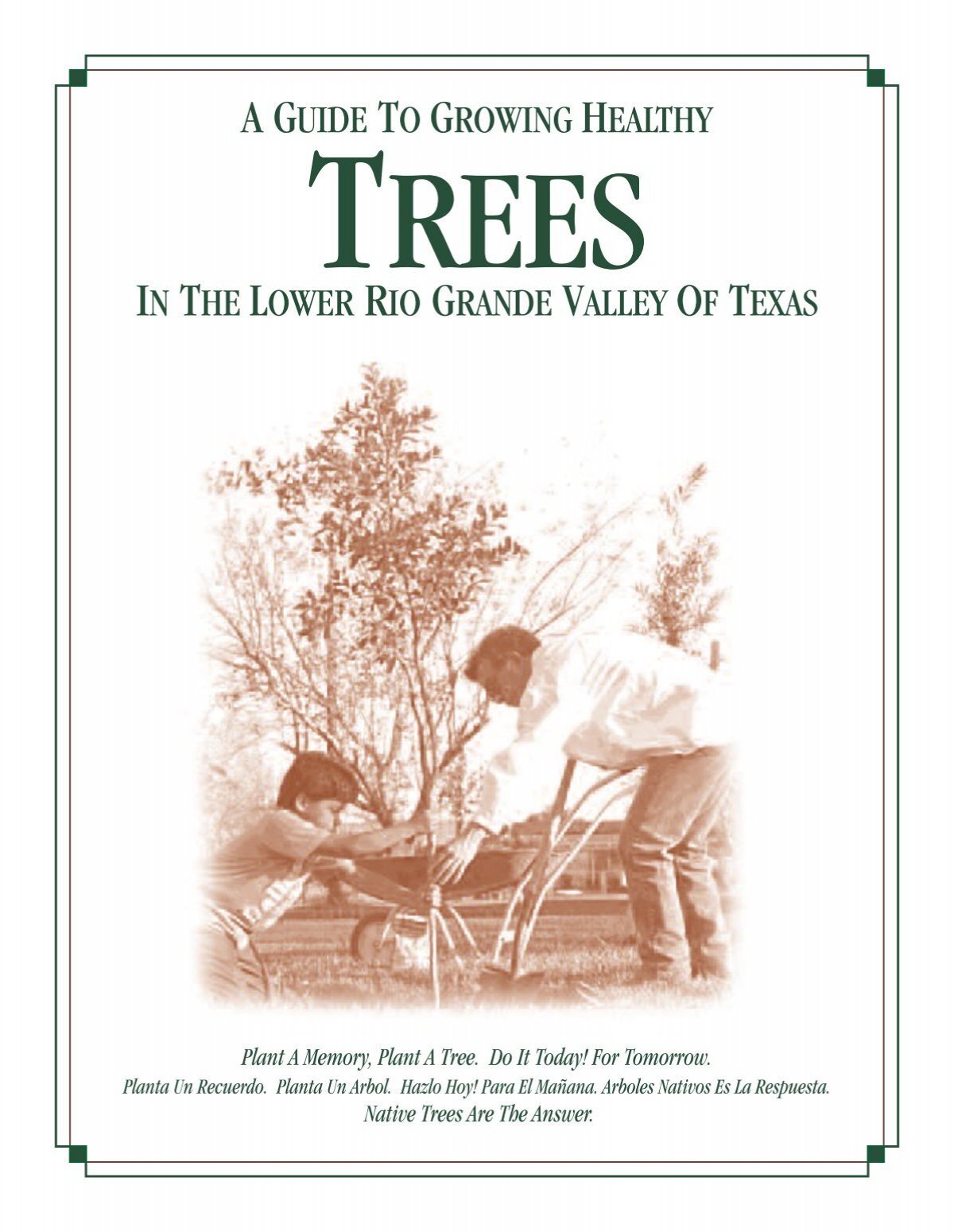 Rio Grande Valley Tree Guide Willacy