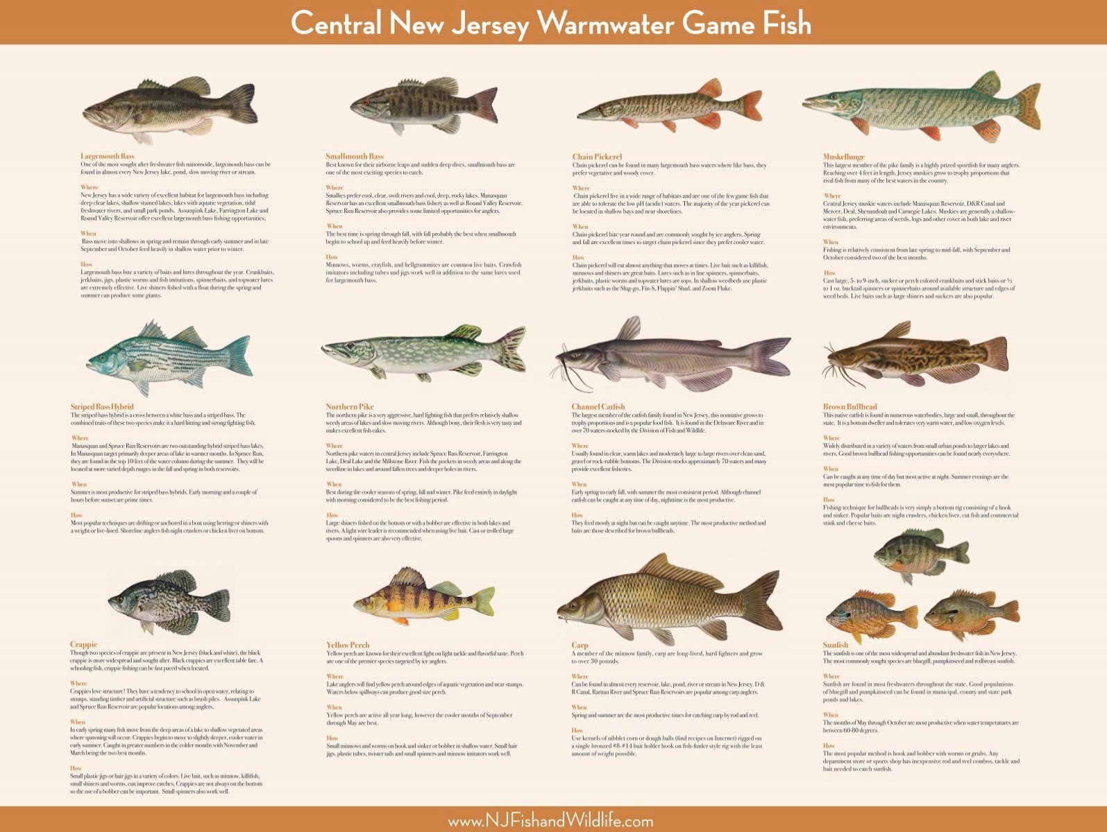 Central New Jersey Warmwater Game Fish