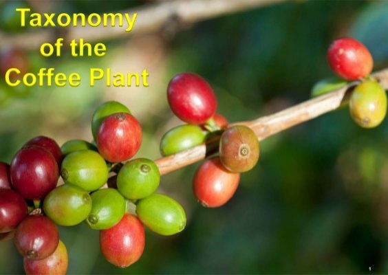 Taxonomy Of The Coffee Plant