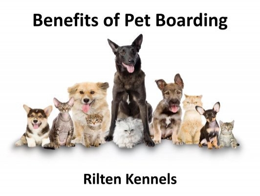 Benefits of Pet Boarding - Rilten Kennels