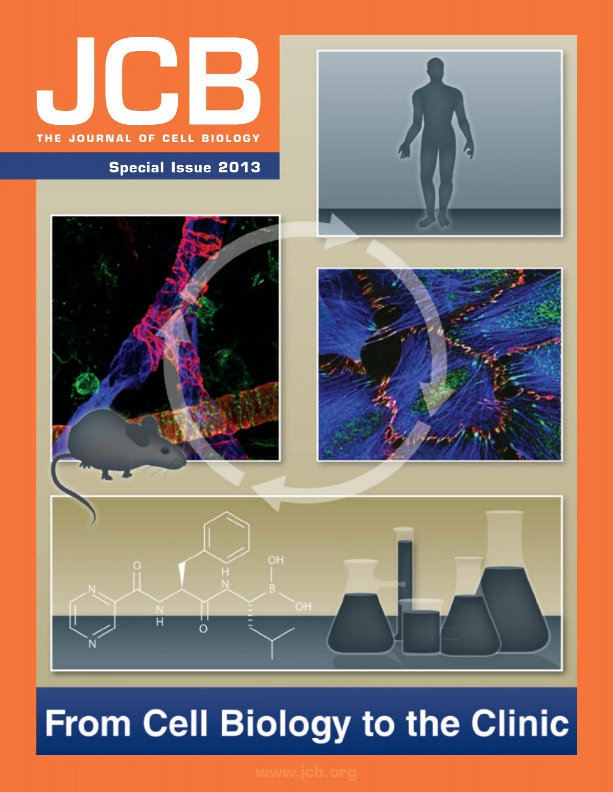 journal of cell biology cover letter