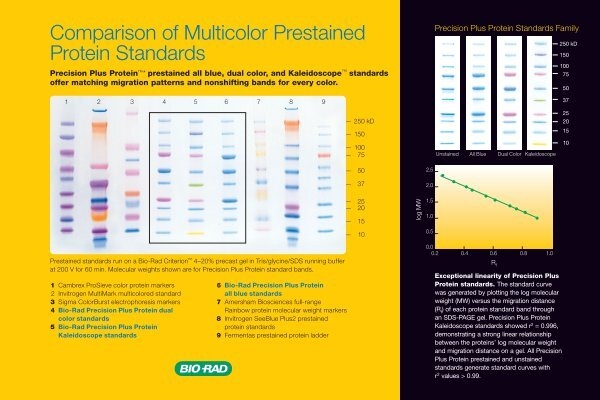 Dual color ladder protein precision plus Prestained protein