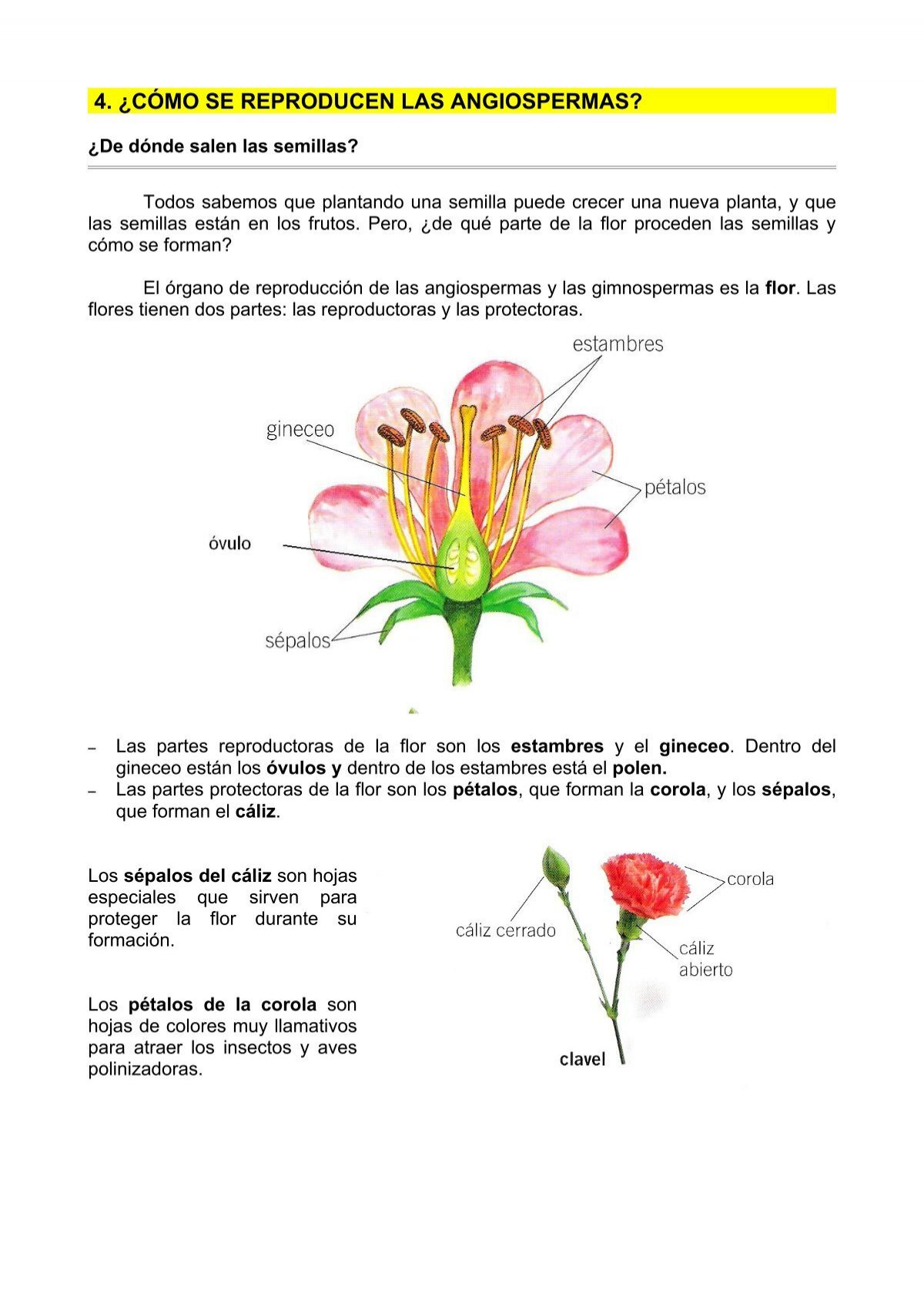 4. ¿cómo se reproducen las angiospermas? - Dolmen de Soto