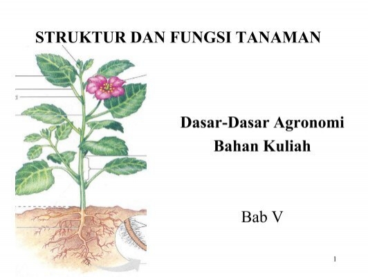 Struktur Dan Fungsi Tanaman