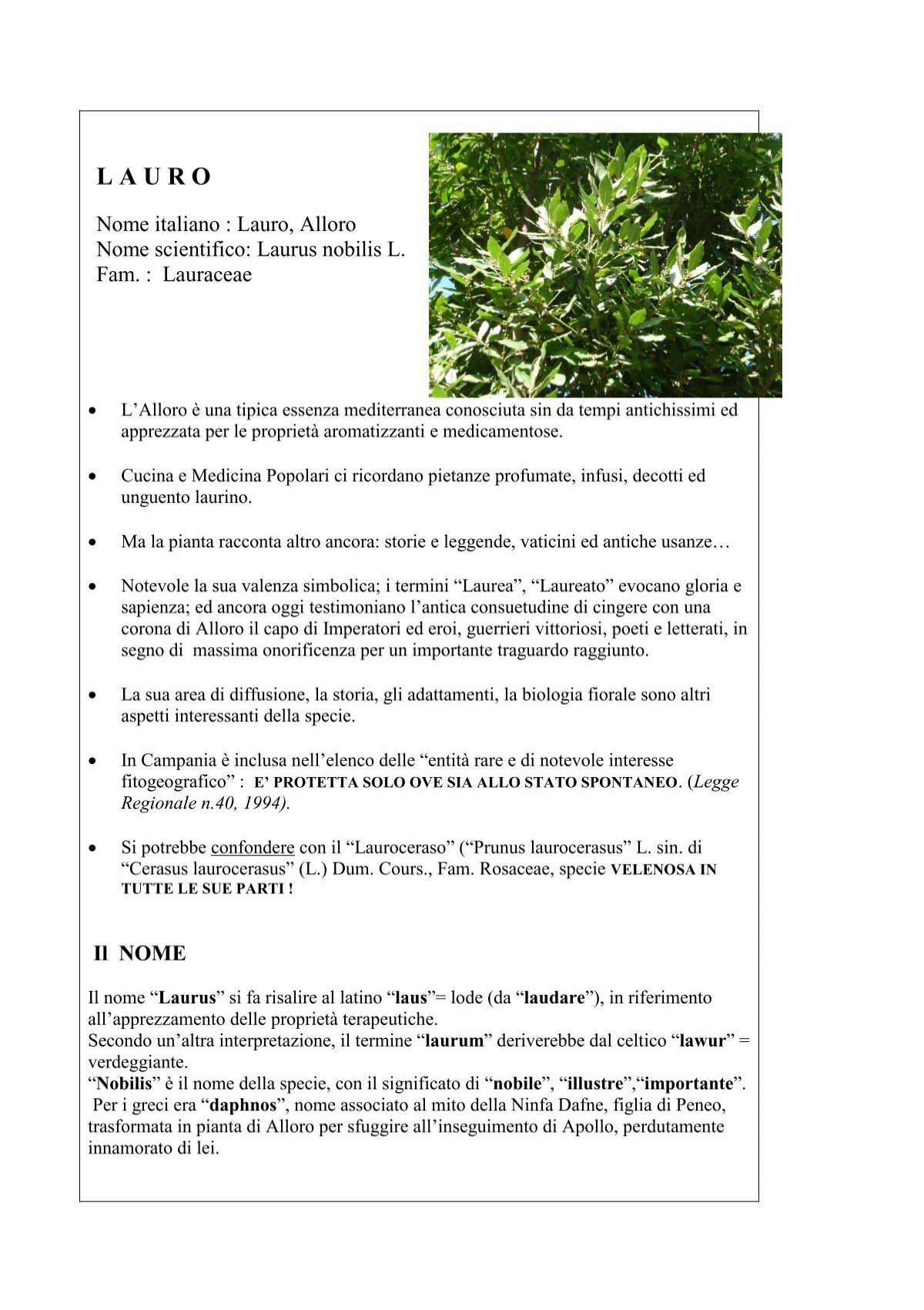 L'alloro, pianta tipica della Sardegna, ricca di proprietà