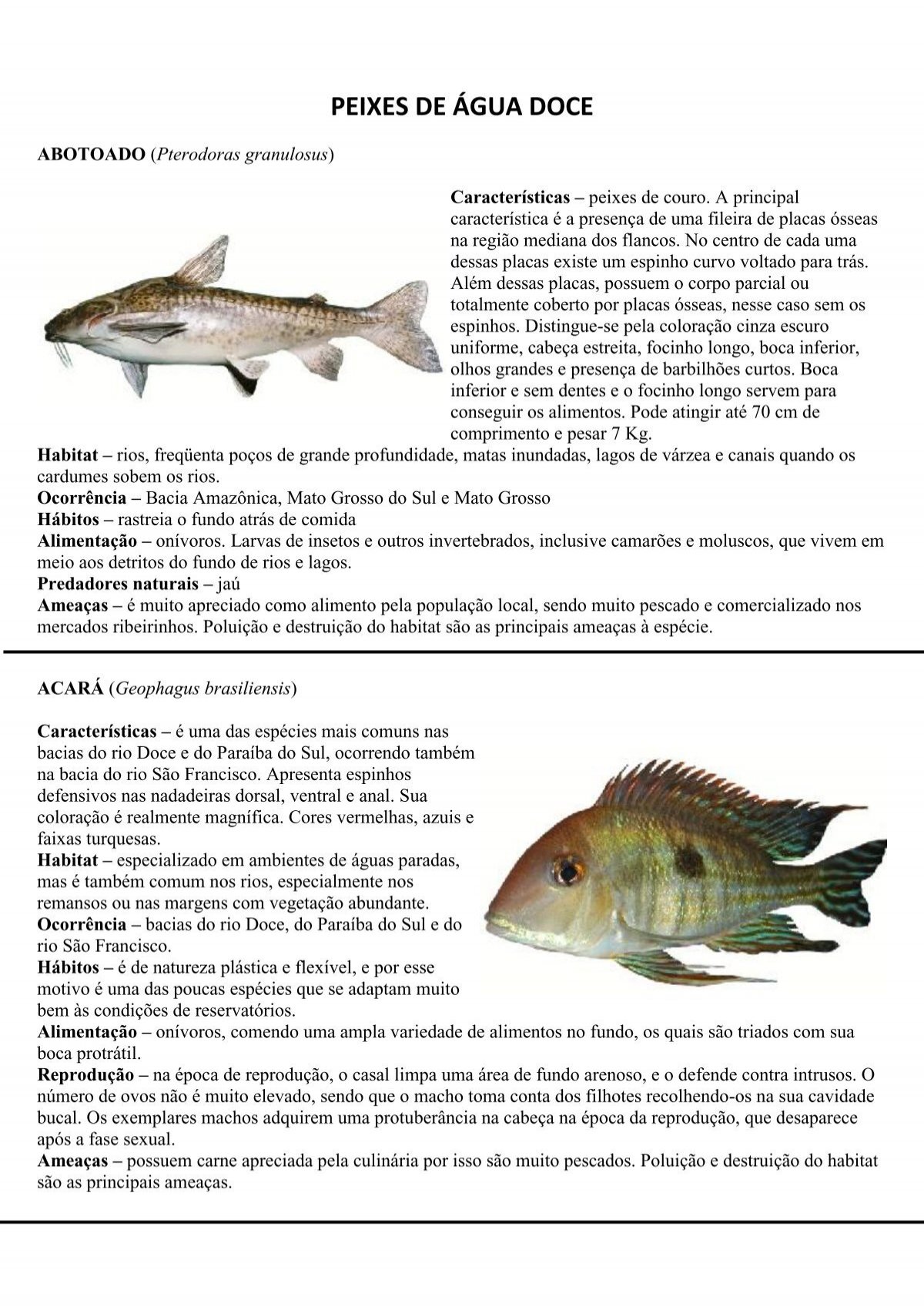 Peixes de água doce do Brasil - Mussum (Synbranchus marmoratus