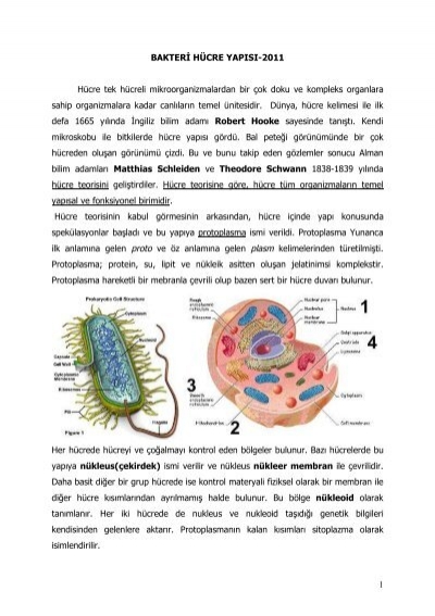 bakteri hucre yapisi
